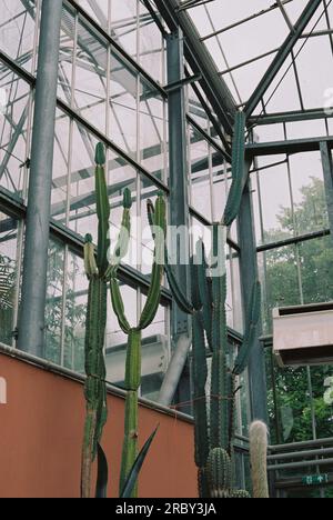 Amsterdam, pays-Bas - Une vue d'une grande plante de cactus à l'intérieur du jardin botanique par temps couvert avec des reflets sur les fenêtres prises d'en bas Banque D'Images