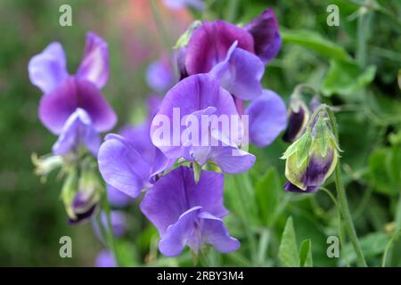 Lathyrus odoratus 'Indigo King' en fleur. Banque D'Images