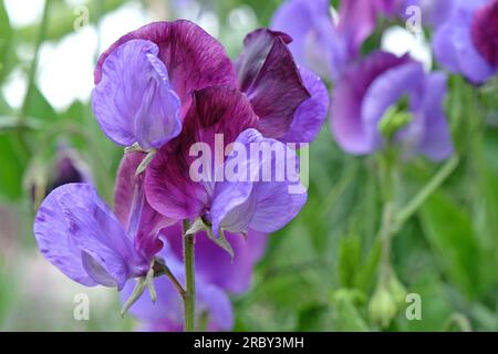 Lathyrus odoratus 'Indigo King' en fleur. Banque D'Images