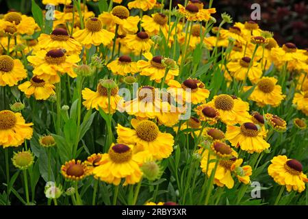 Helenium 'El Dorado' en fleur. Banque D'Images