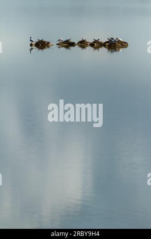 Gulls à tête noire, Chroicocephalus ridibundus, nichant sur Une lagune de palourdes avec Un reflet du ciel, Snettisham, Royaume-Uni Banque D'Images