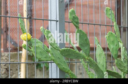 Cactus de poire de Barbarie Opuntia ficus dans un beau concept de fleur jaune Banque D'Images