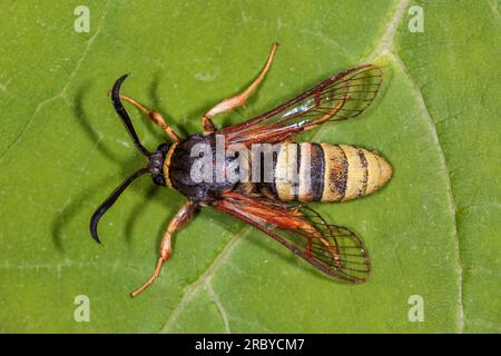 Motte lunaire du frelon - Sesia bembeciformis (Hübner, [1806]) - Sesiidae, Sesiinae - mâle de cette grande espèce imitant la guêpe assise sur une feuille Banque D'Images