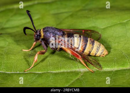 Motte lunaire du frelon - Sesia bembeciformis (Hübner, [1806]) - Sesiidae, Sesiinae - mâle de cette grande espèce imitant la guêpe assise sur une feuille Banque D'Images