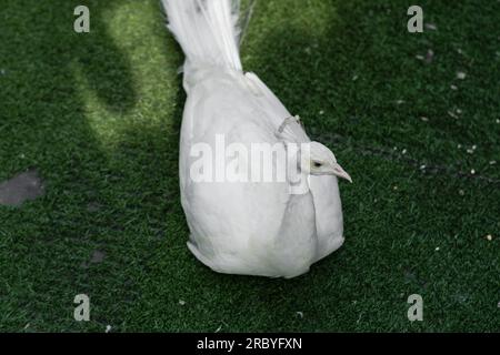 Paon blanc couché sur l'herbe dans un zoo colombien Banque D'Images