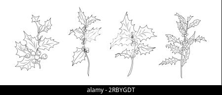 Ensemble de dessins de dessin de ligne de houx isolé par vecteur. Illustration de Vecteur