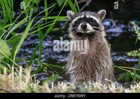 Un raton laveur (Procyon lotor) dans un jardin d'arrière-cour se tient sur ses pattes arrière comme il veille au danger. Les ratons laveurs sont des animaux très intelligents et adaptables Banque D'Images