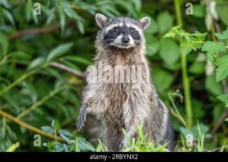 Un raton laveur (Procyon lotor) dans un jardin d'arrière-cour se tient sur ses pattes arrière comme il veille au danger. Les ratons laveurs sont des animaux très intelligents et adaptables Banque D'Images