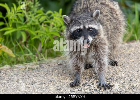 Un raton laveur (Procyon lotor) dans un jardin d'arrière-cour recherche les restes de graines d'oiseaux. Ces animaux hautement adaptables profiteront de sources alimentaires faciles Banque D'Images