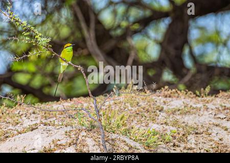 Un mangeur d'abeille verte reposant sur un buisson Banque D'Images