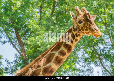 Curieuse girafe regarde votre tête en gros plan portrait. Gros plan de tête d'adorable girafe sauvage avec des taches brunes debout contre le tre vert flou Banque D'Images