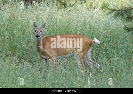 Un cerf de Virginie se tient dans de hautes herbes dans un champ près de Hauser, Idaho. Banque D'Images