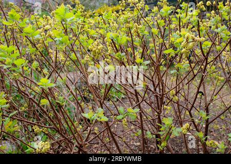 Le sumac parfumé (Rhus aromatica) est un arbuste à feuilles caduques originaire d'Amérique du Nord (Canada et États-Unis). Angiospermes. Anacardiaceae. Banque D'Images