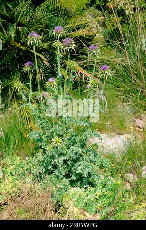 Cardus marianus ou chardon marial (Silybum marianum) est une plante annuelle ou biennale originaire du sud de l'Europe et de l'Asie, mais présente une actualité partout Banque D'Images