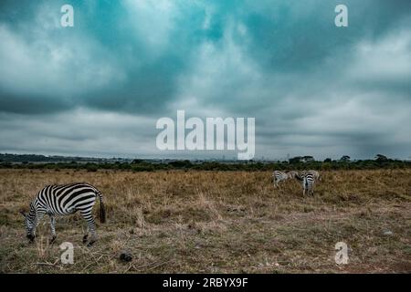 Zèbres qui paissent les prairies de Savannah dans le parc national de Nairobi dans la capitale du Kenya Banque D'Images