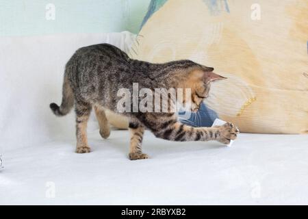 Un chaton gris snihes un cône d'arbre de Noël gros plan Banque D'Images