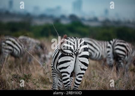 Zèbres qui paissent les prairies de Savannah dans le parc national de Nairobi dans la capitale du Kenya Banque D'Images