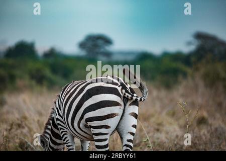 Zèbres qui paissent les prairies de Savannah dans le parc national de Nairobi dans la capitale du Kenya Banque D'Images