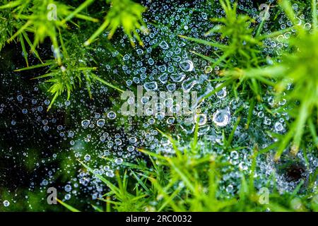 Des gouttes de pluie brillent sur une toile d'araignée dans une haie galloise Banque D'Images