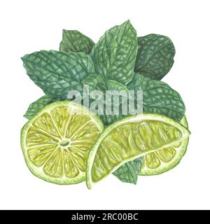 Tranches de citron vert mûr, branche de menthe verte fraîche isolée sur fond blanc. Illustration d'aquarelle botanique pour la conception de carte, menu, conception de célébration Banque D'Images