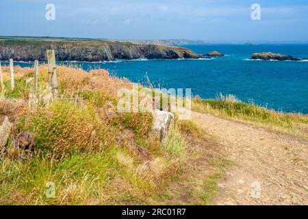 Le sentier côtier du Pembrokeshire entre Solva et St Davids dans l'ouest du pays de Galles, Royaume-Uni Banque D'Images