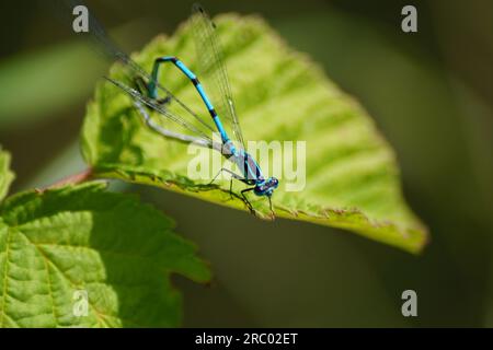 damselfly en fer à cheval sur une feuille verte Banque D'Images