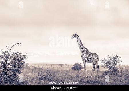 Girafe animaux sauvages noir et blanc errant sur le belvédère forêt épaisse dans le parc national de Nairobi seule capitale dans le monde avec un jeu par Banque D'Images