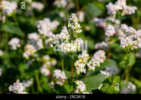 Macro de sarrasin avec des fleurs blanches. Fagopyrum esculentum Banque D'Images