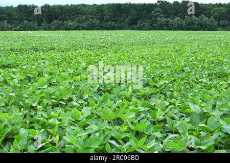 Au milieu de l'été sur un champ agricole cultivant du soja Banque D'Images