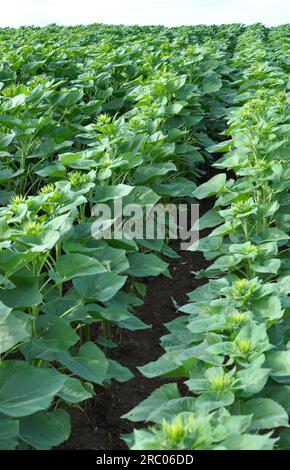 En été, sur un champ de ferme pousse le tournesol. Banque D'Images