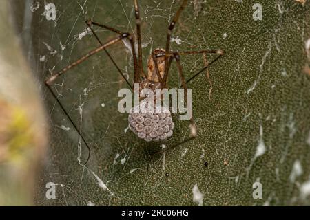 Femelle adulte à corps court araignée cellulaire de l'espèce Physocyclus globosus avec oeufs Banque D'Images