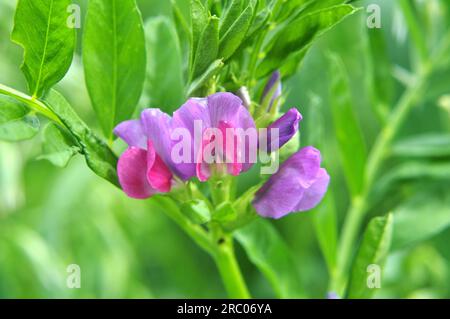 Le semis de vesce (Vicia sativa) pousse dans un champ de ferme Banque D'Images