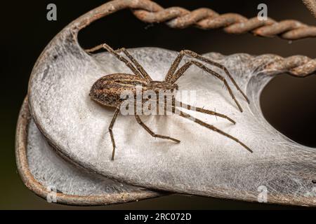 Araignée de crabe femelle adulte du genre Tibelloides Banque D'Images