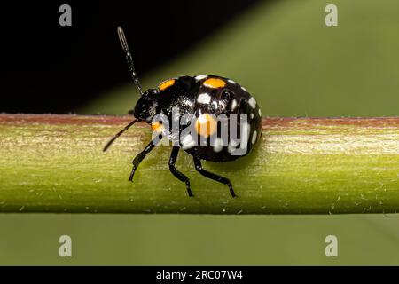 Nymphe de Stink Bug du genre Chinavia Banque D'Images