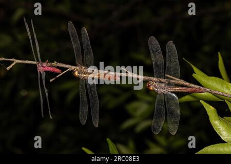 Libellules tropicales King Skimmers du genre Orthemis Banque D'Images