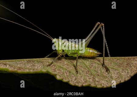 Le petit Meadow Katydid Nymph du genre Conocephalus Banque D'Images