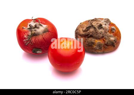 Tomates fraîches, pourries et moisis sur un fond blanc isolé Banque D'Images