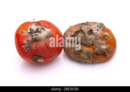 Une tomate pourrie et moisi sur un fond blanc isolé Banque D'Images