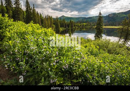 Silver Lake et prairie dans Big Cottonwood Canyon, près de Salt Lake City, UT. ÉTATS-UNIS. Banque D'Images