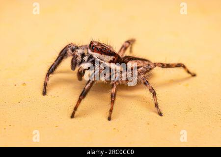 Araignée de saut de mur gris mâle adulte de l'espèce Menemerus bivittatus Banque D'Images