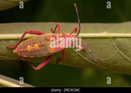 Bug à pieds feuilles Nymph de l'espèce Athaumastus haematicus Banque D'Images