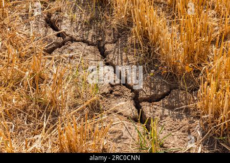 Fissures sur un champ de chaume récolté après la chaleur et la longue sécheresse dans la crise climatique, Allemagne Banque D'Images