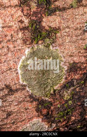 Petits champignons, y compris les lichens du Royaume des champignons Banque D'Images