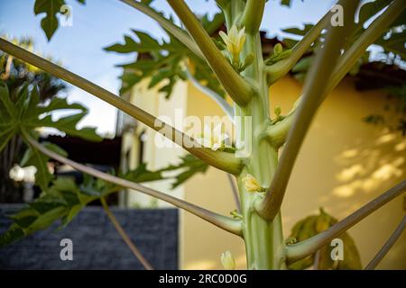 Fleur de papaye blanche sur un arbre de papaye avec foyer sélectif Banque D'Images