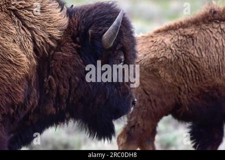 Gros plan sur un bison dans le parc national de Yellowstone. Banque D'Images
