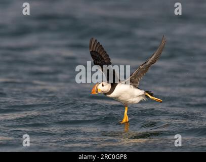 Macareux décollant en mer. Image prise d'un bateau dans la mer du Nord près des falaises de Bempton UK Banque D'Images