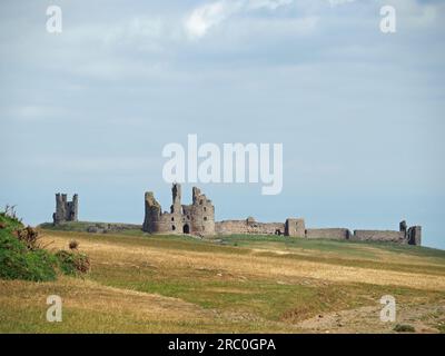 Ruines du château de Dunstanburgh vues à travers des champs dorés avec gorse sous le ciel bleu d'été sur la côte de Northumberland, Angleterre, Royaume-Uni Banque D'Images