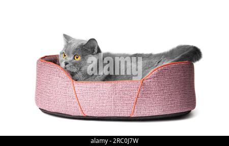 Chat britannique se trouve dans un lit pour animal de compagnie doux sur un fond blanc, accessoires pour animaux de compagnie. Banque D'Images