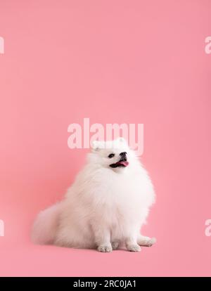 Portraite de chiot moelleux mignon de pomeranian spitz. Petit chien souriant assis sur fond rose tendance lumineux. Banque D'Images