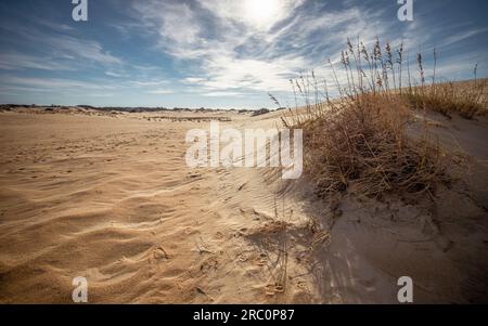 Dunes de sable au parc d'État de Jockey's Ridge | Nags Head (Outer Banks), Caroline du Nord, États-Unis Banque D'Images